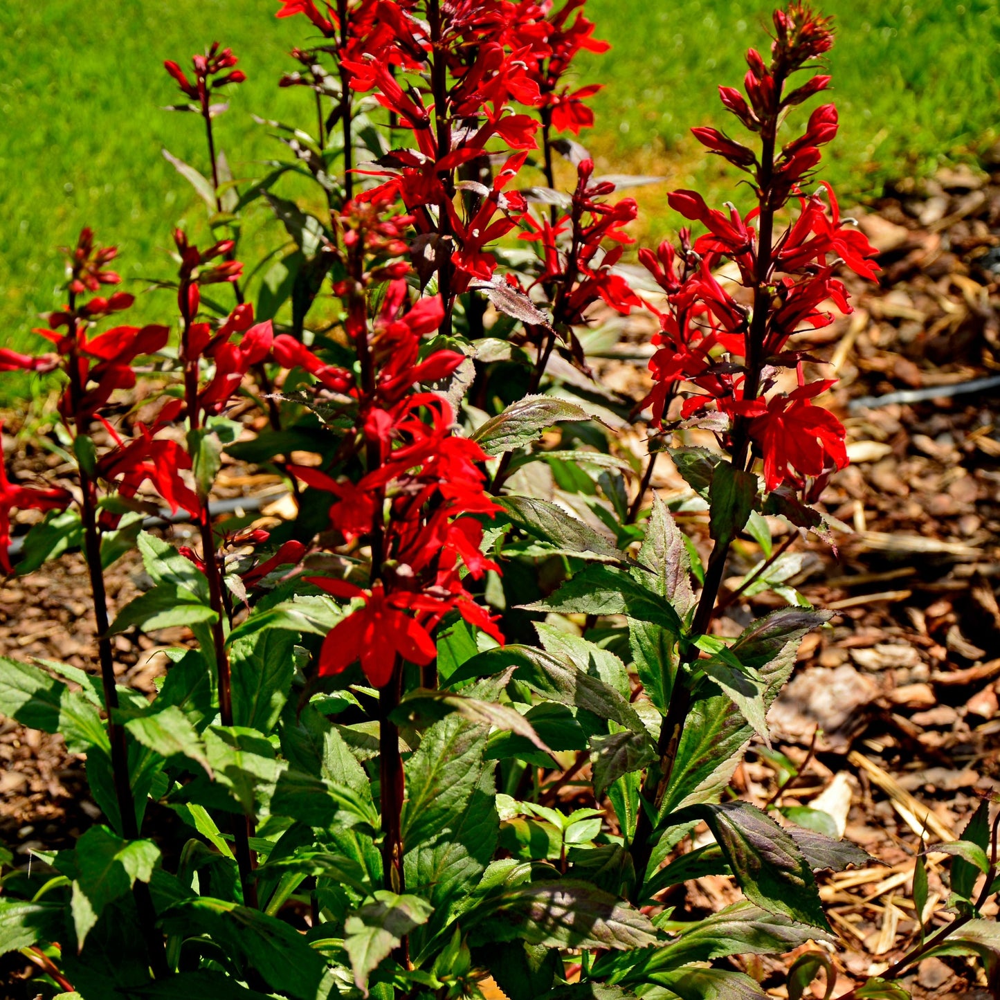 Lobelia cardinalis – Cardinal Flower