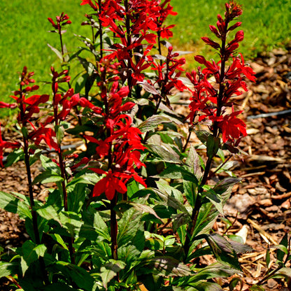 Lobelia cardinalis – Cardinal Flower