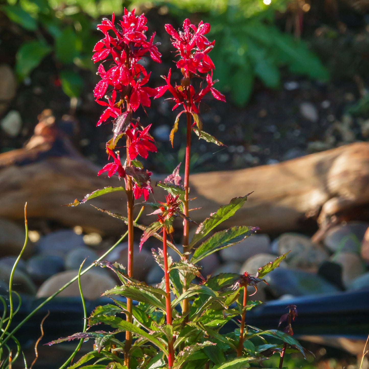 Lobelia cardinalis – Cardinal Flower