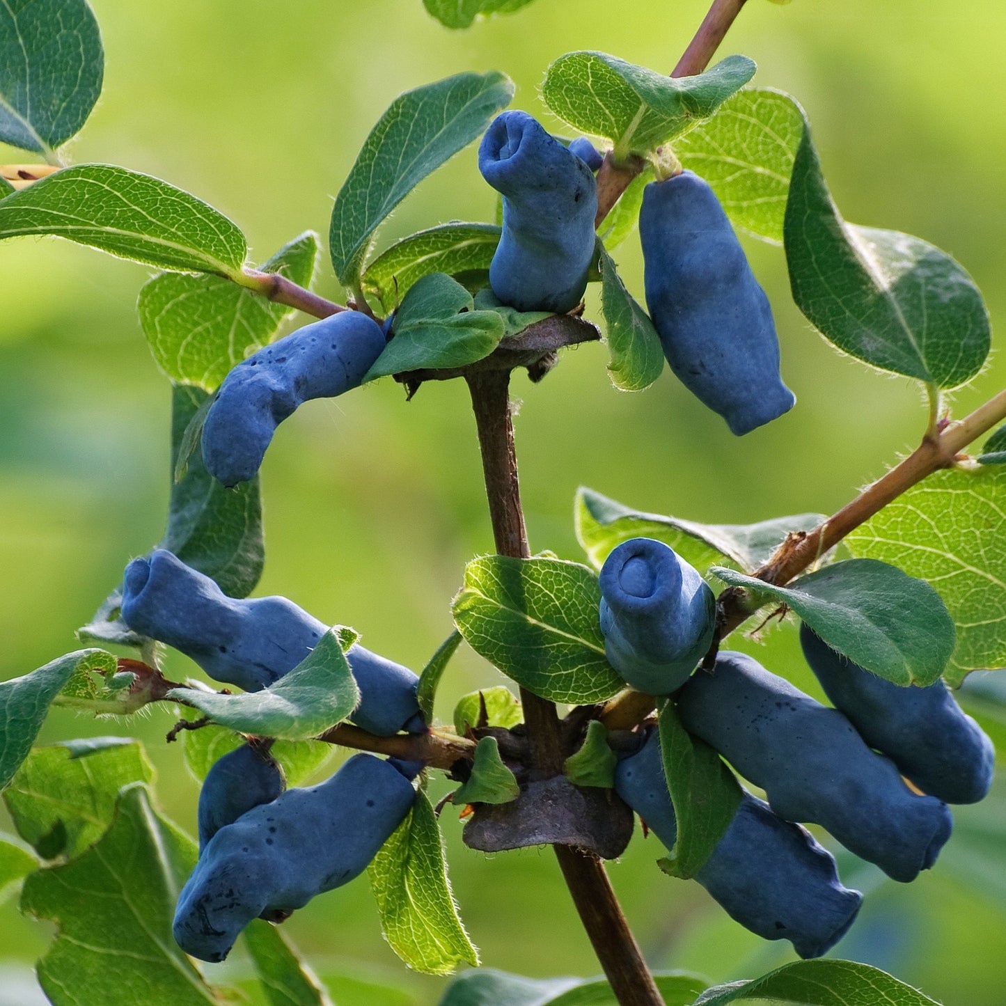 'Berry Blue' Haskap