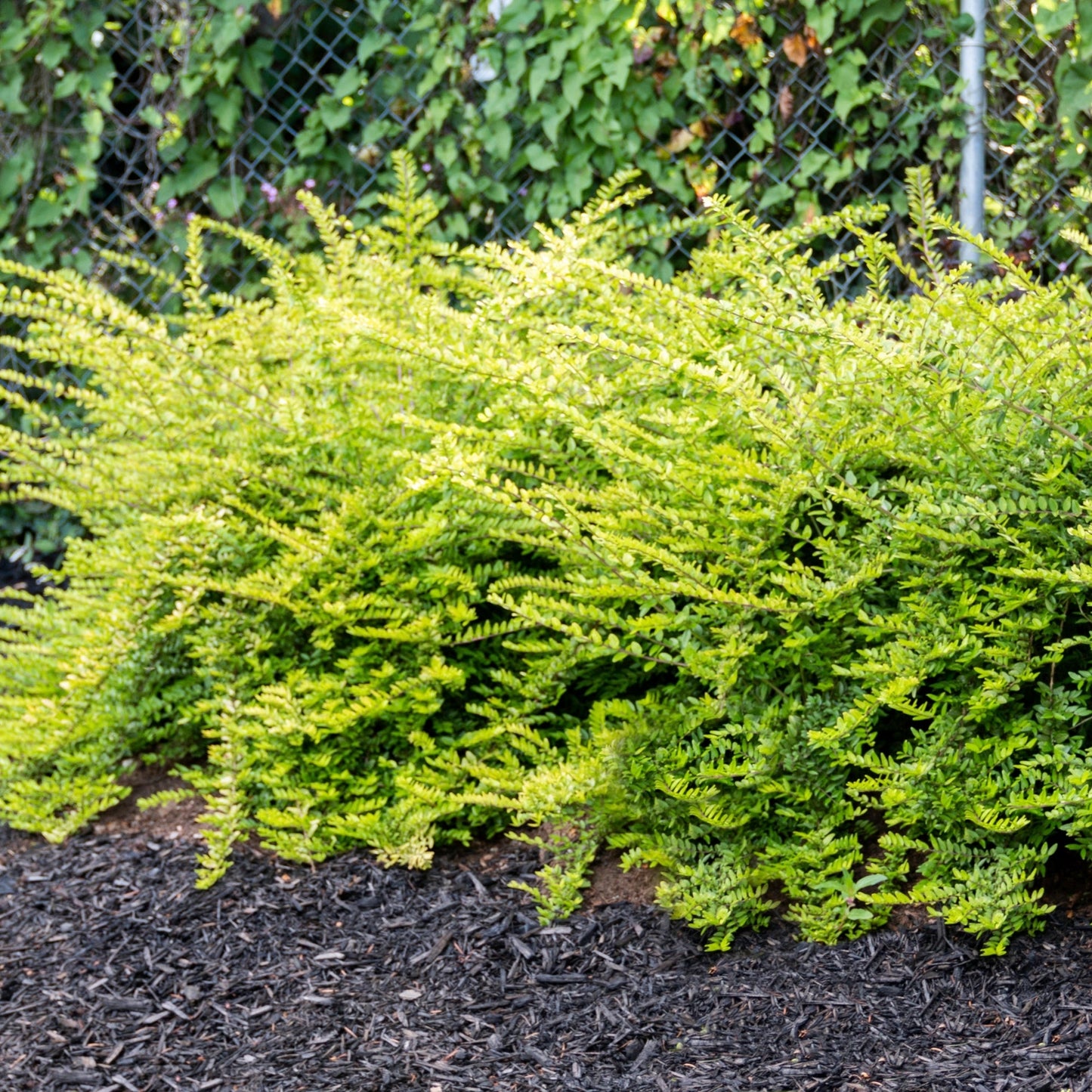 THUNDERBOLT® Box Honeysuckle