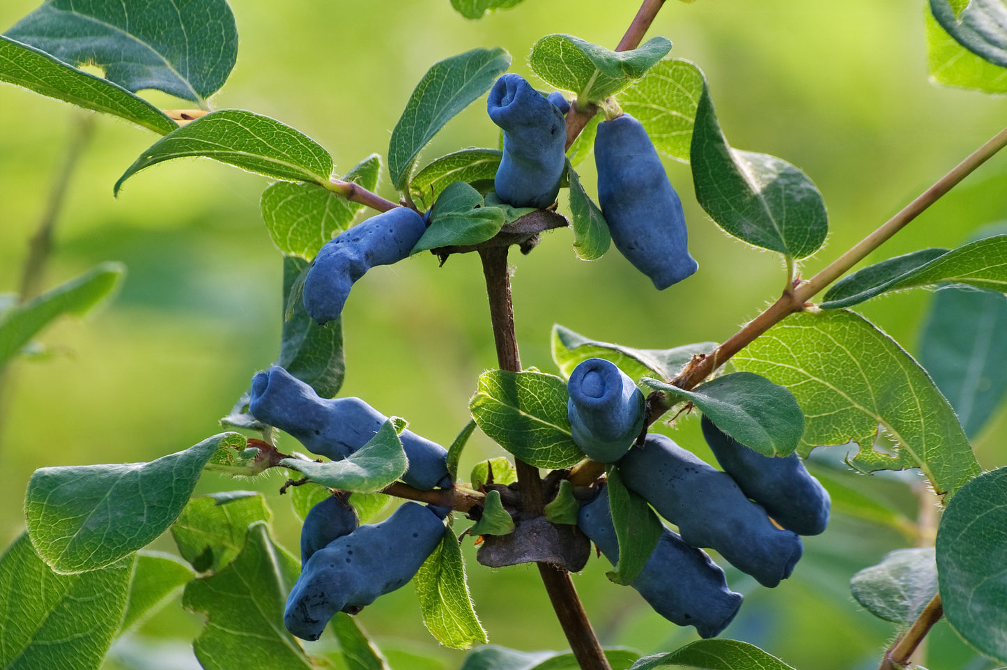 Camerisier 'Borealis' - Lonicera caerulea 'Borealis'