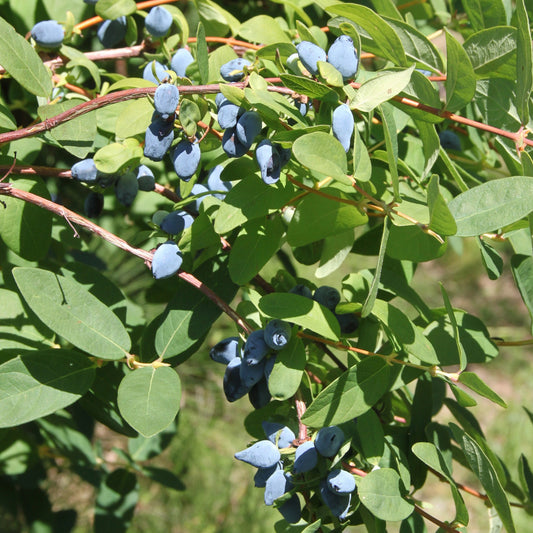 Camerisier Yezberry® 'Solo'™ - Lonicera caerulea Yezberry® 'Solo'™