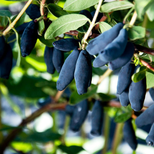 Lonicera caerulea 'Blue Banana' - Camerisier 'Blue Banana'