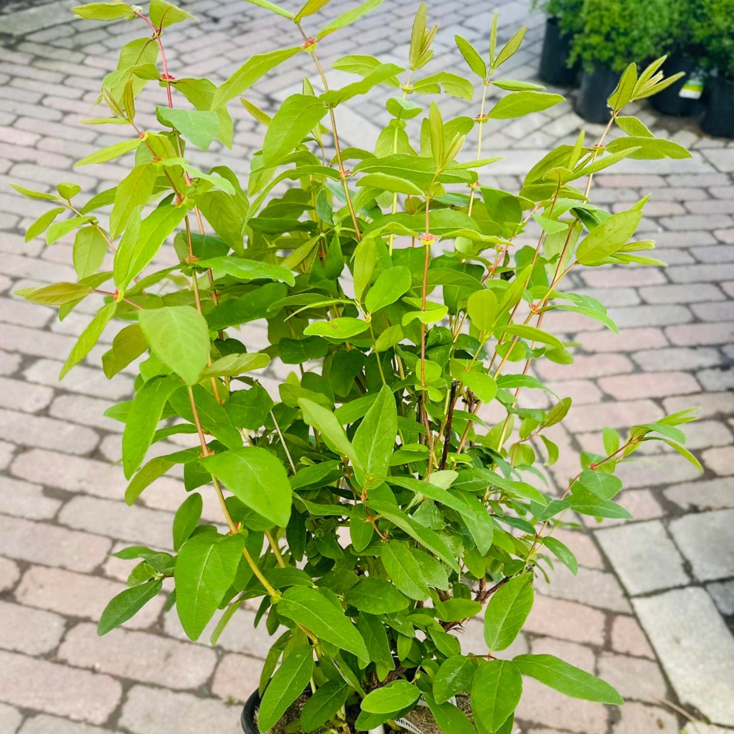 Camérisier 'Boreal Beast' - Lonicera caerulea 'Boreal Beast'