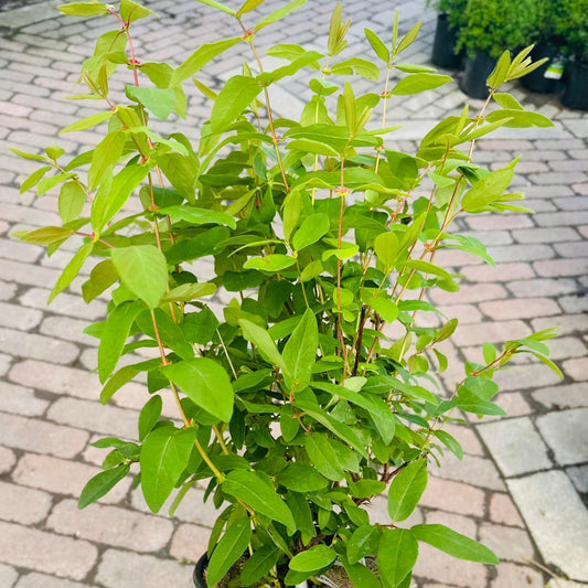 Camérisier 'Boreal Beast' - Lonicera caerulea 'Boreal Beast'