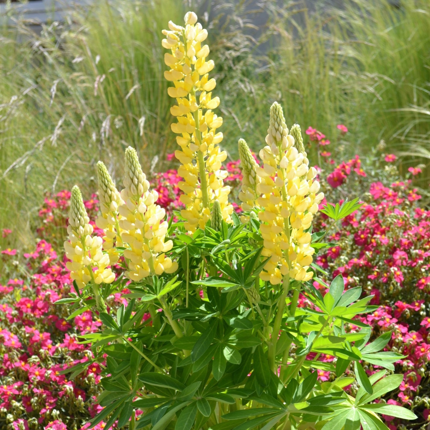 Lupin MINI GALLERY™ Yellow – Jardineries Botanix