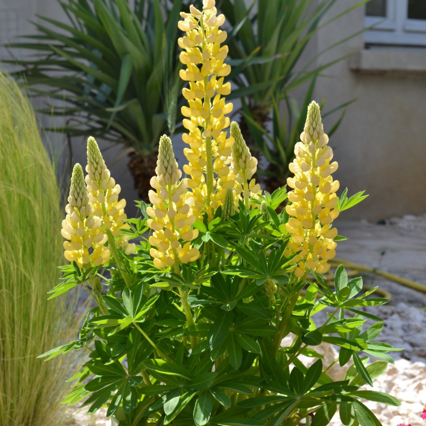 MINI GALLERY™ Yellow Lupine