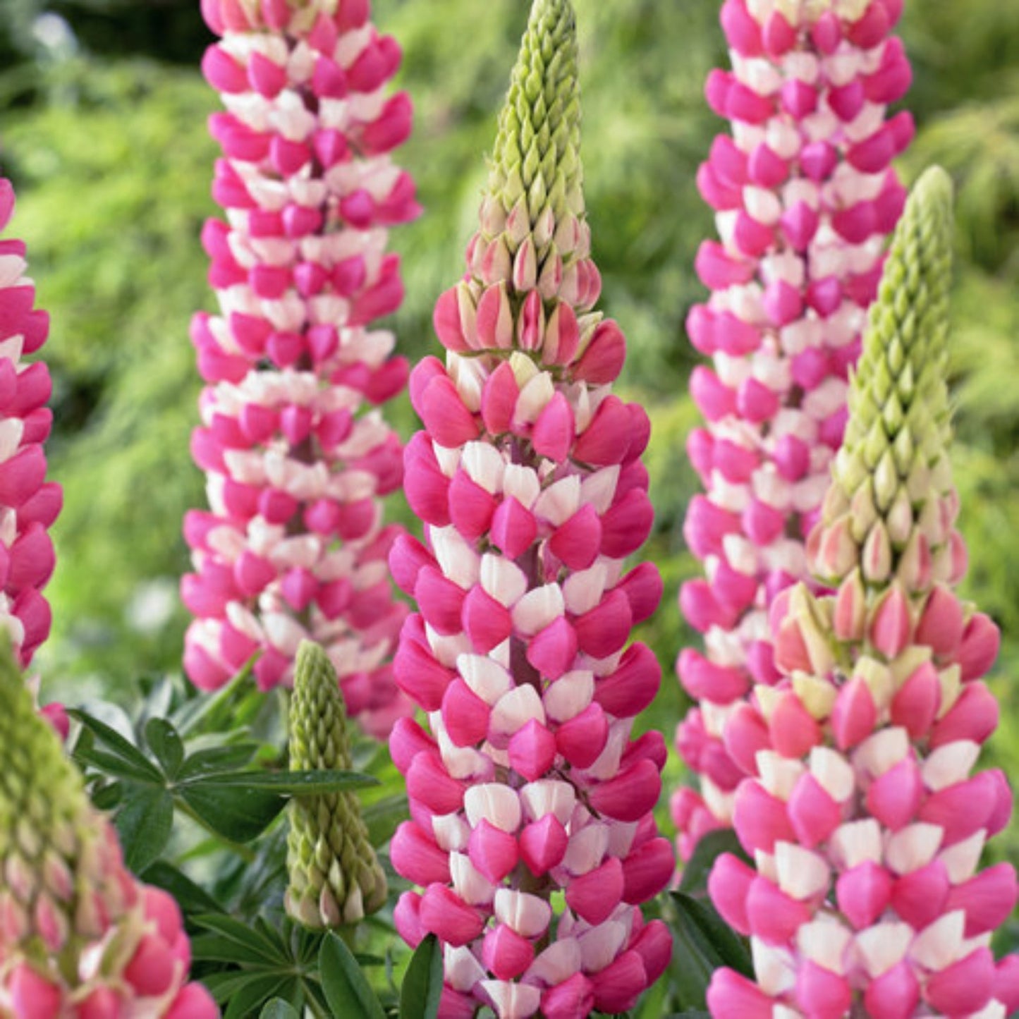 Lupin WEST COUNTRY™ Rachel de Thame