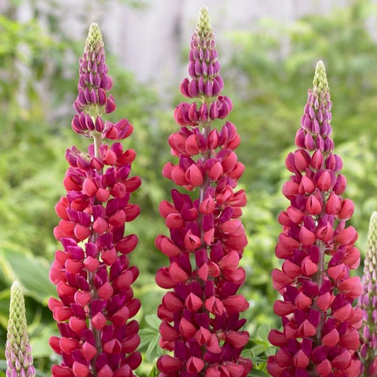 WEST COUNTRY™ Red Rum Lupine