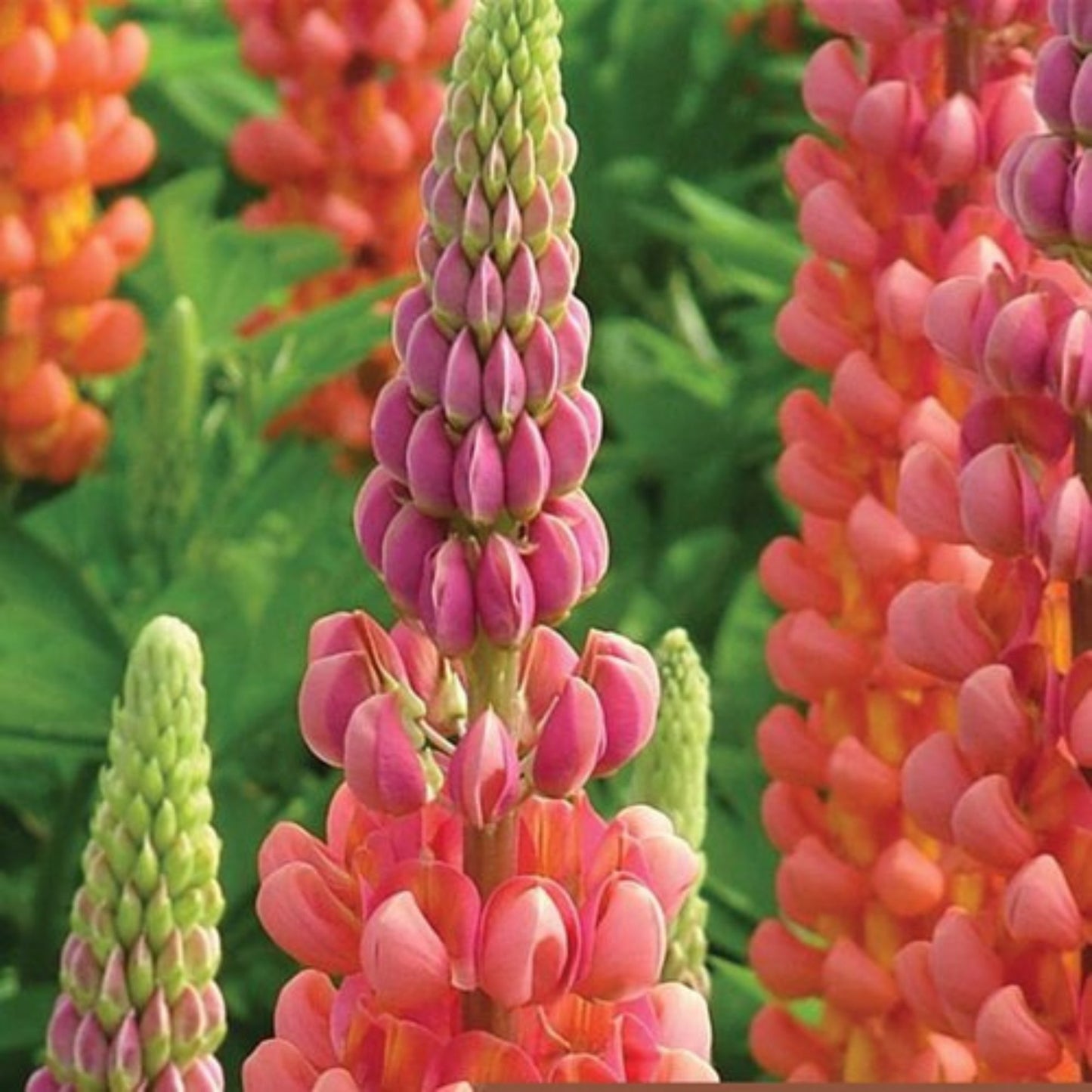 Lupin WEST COUNTRY™ Terracotta