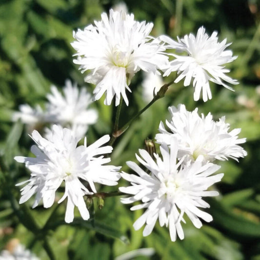 Petit Henri' Ragged Robin 