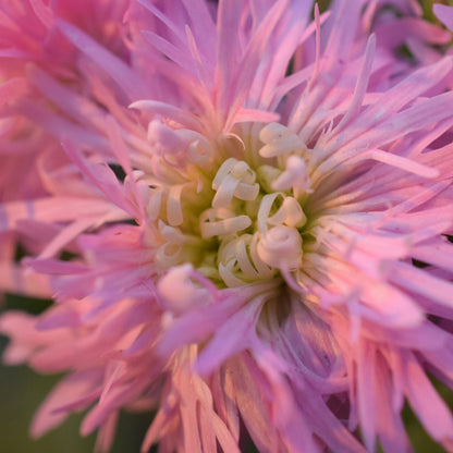 Petite Jenny' Ragged Robin