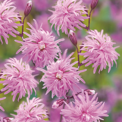 Petite Jenny' Ragged Robin