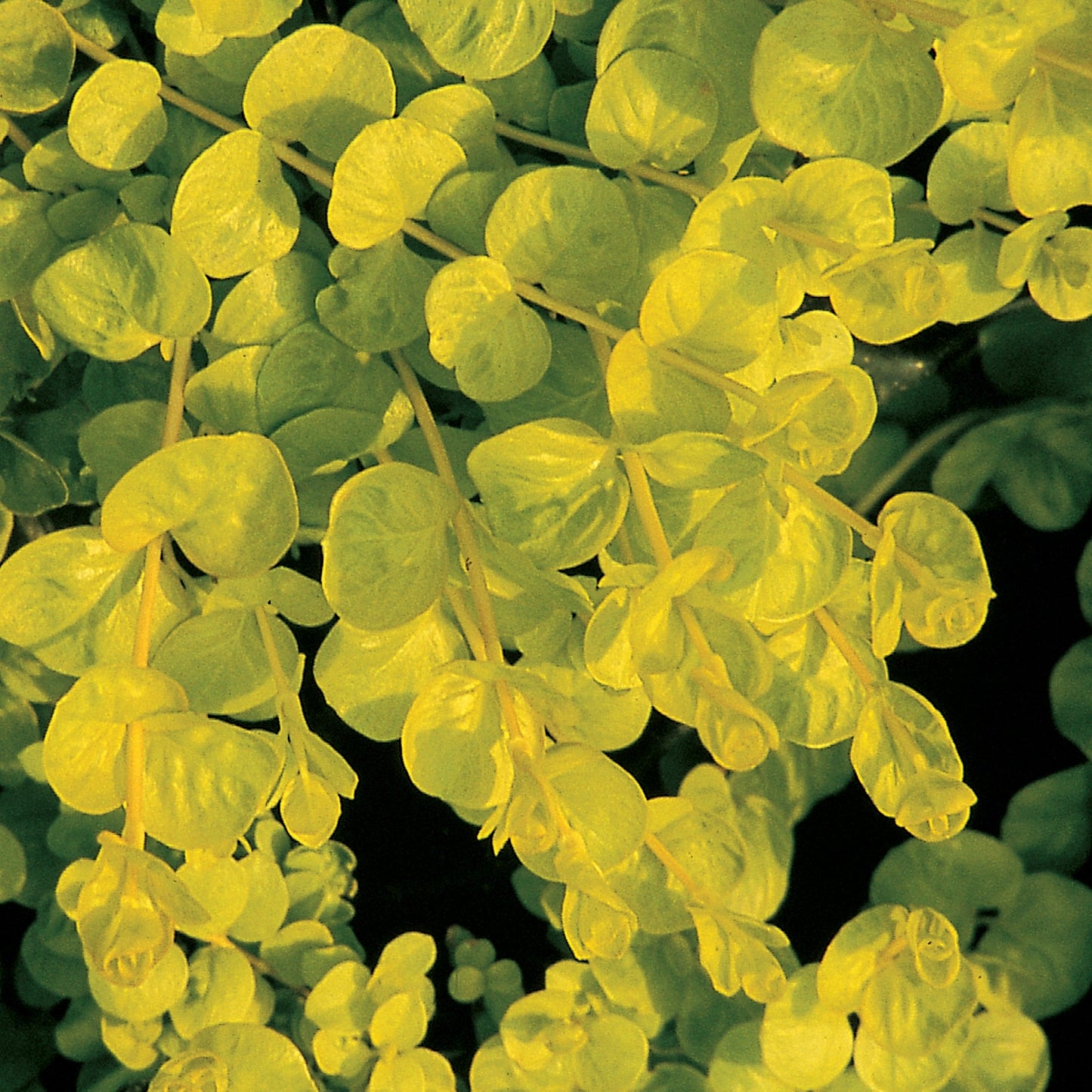 Golden Creeping Jenny