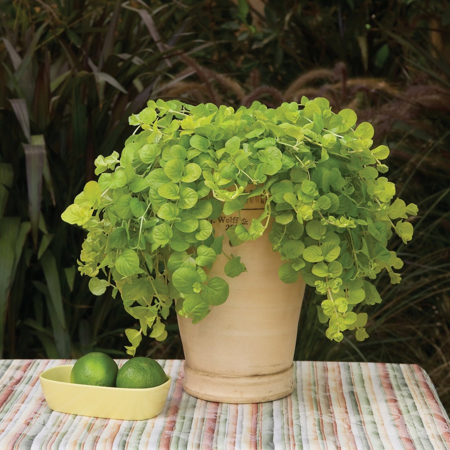 Golden Creeping Jenny