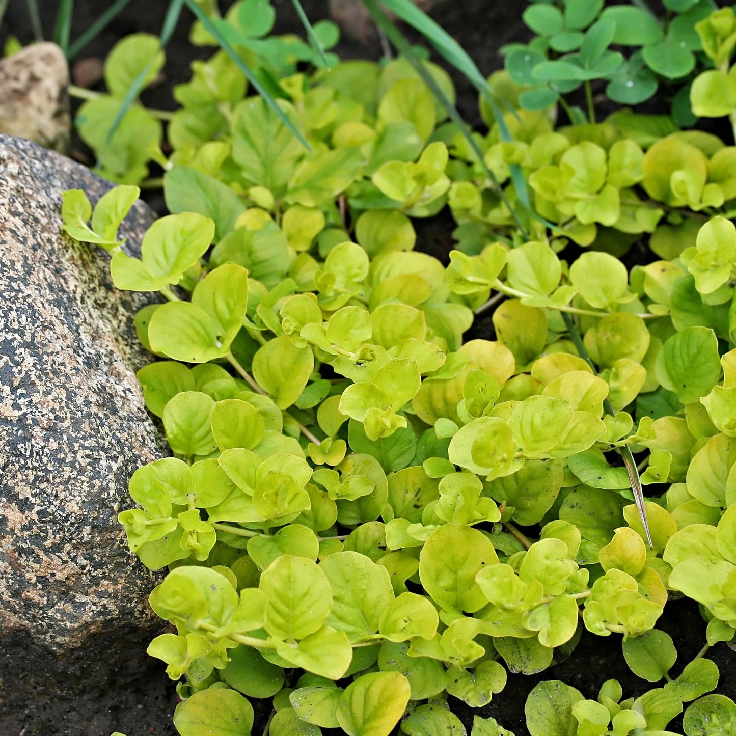 Golden Creeping Jenny