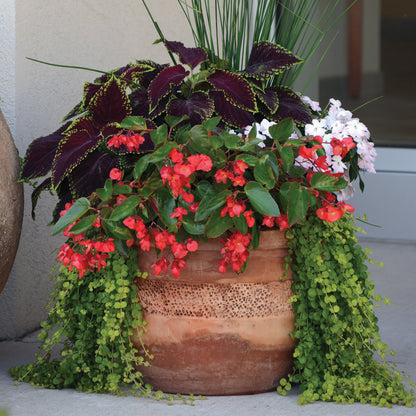 Goldilocks' Creeping Jenny