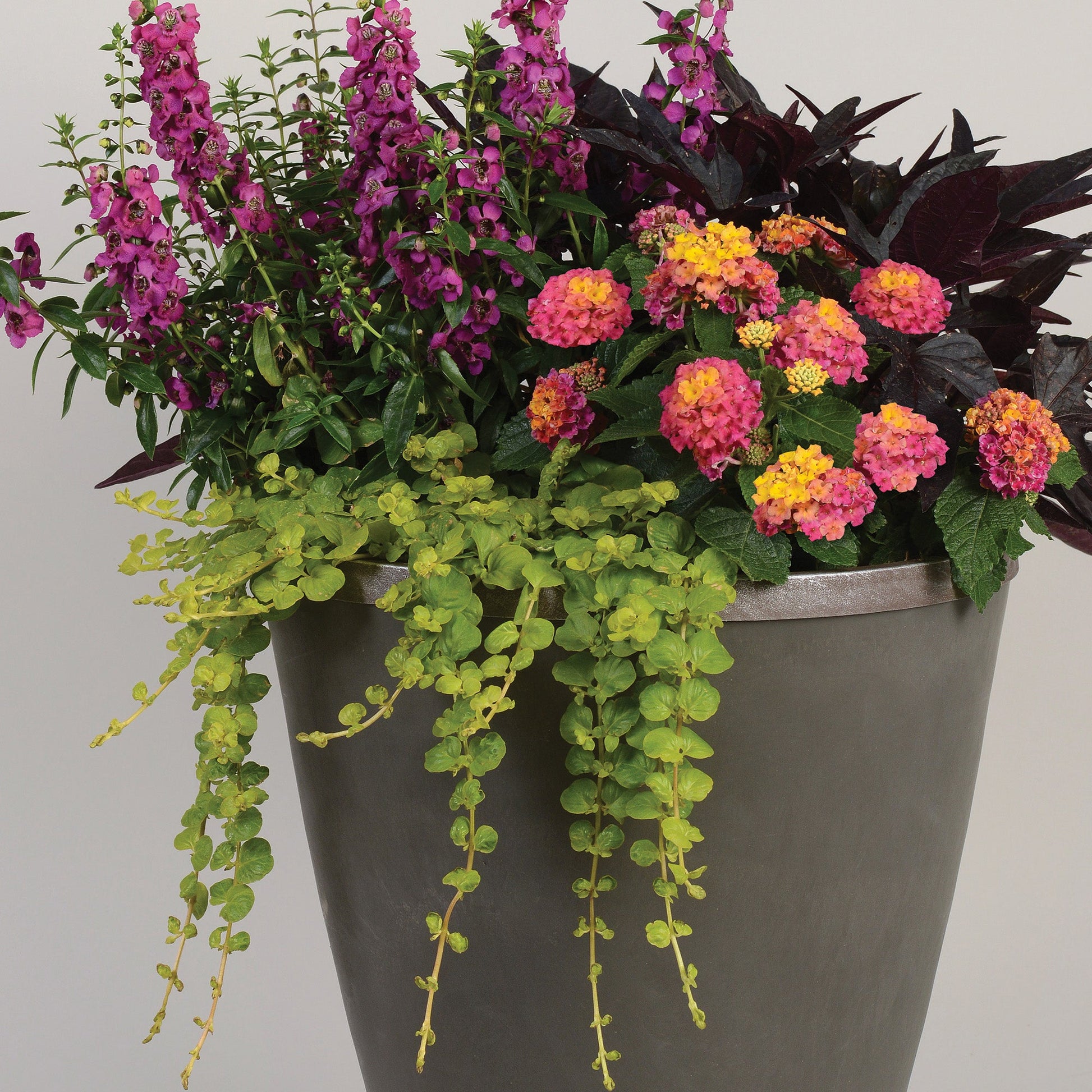 goldilocks plant indoor care Goldilocks' Creeping Jenny – Jardineries Botanix