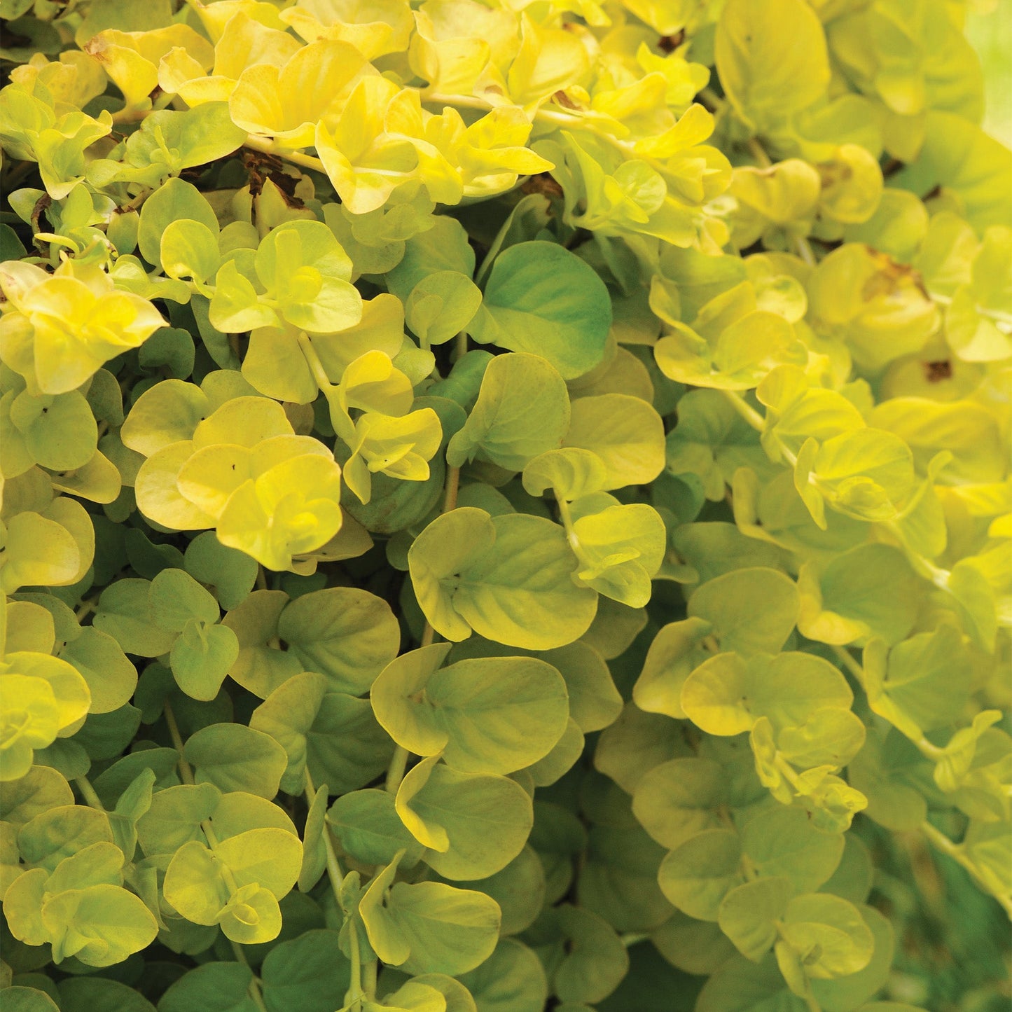 Goldilocks' Creeping Jenny