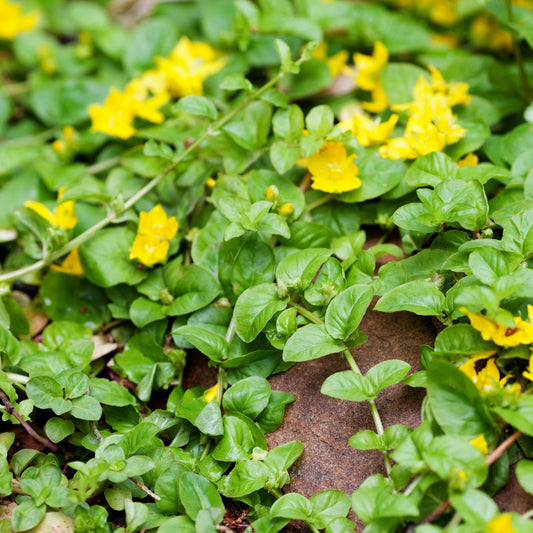 Creeping Jenny