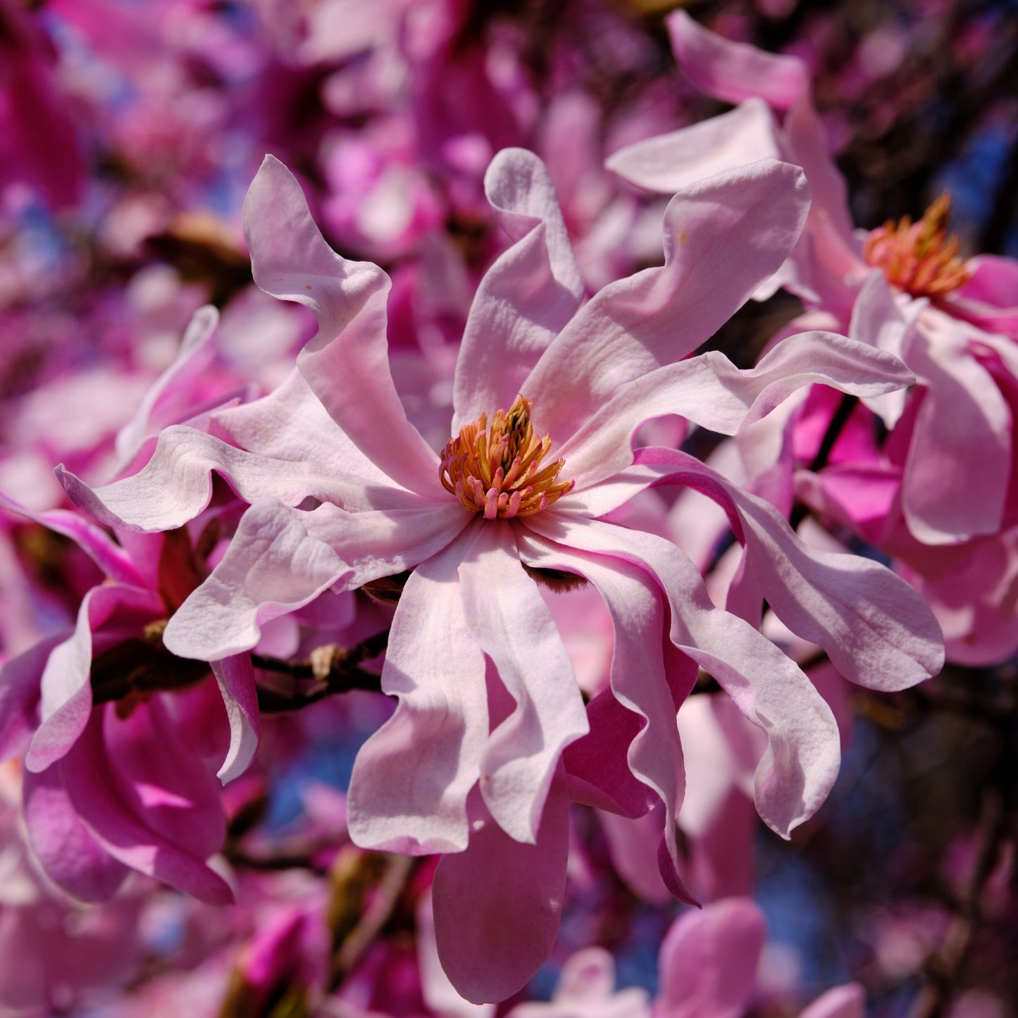 Magnolia 'Leonard Messel'