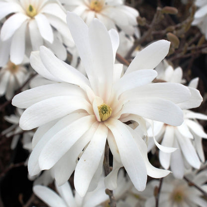 Magnolia étoilé 'Royal Star'