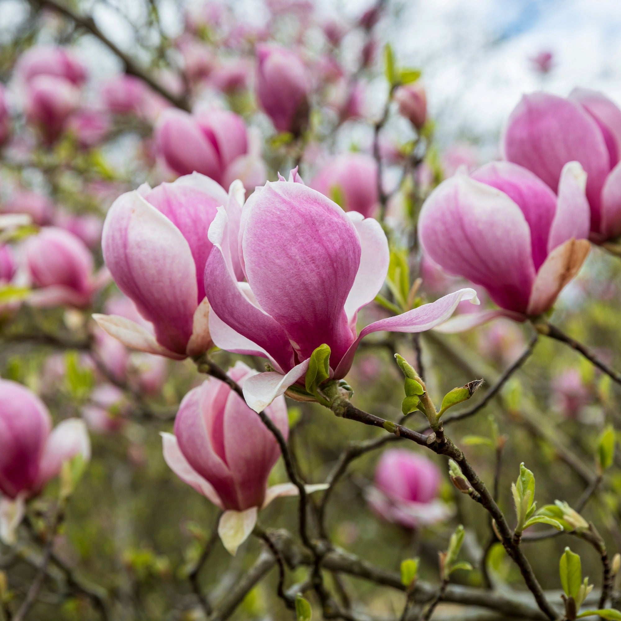 Sublime Pink Star-Shaped Blooms | Magnolia 'Leonard Messel