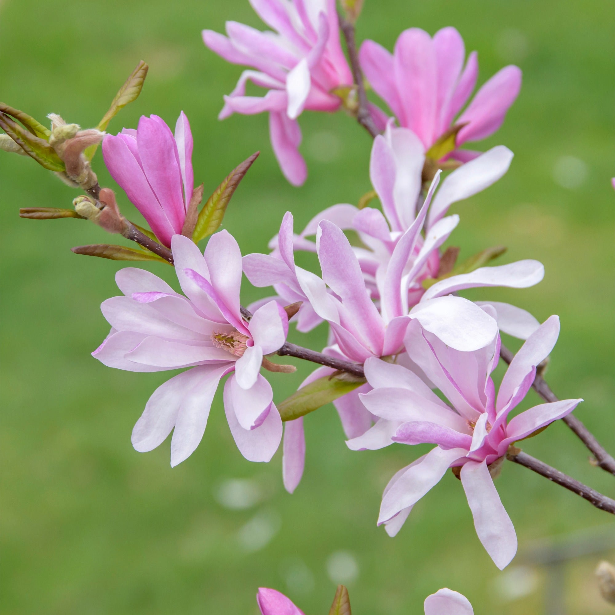 Sublime Pink Star-Shaped Blooms | Magnolia 'Leonard Messel
