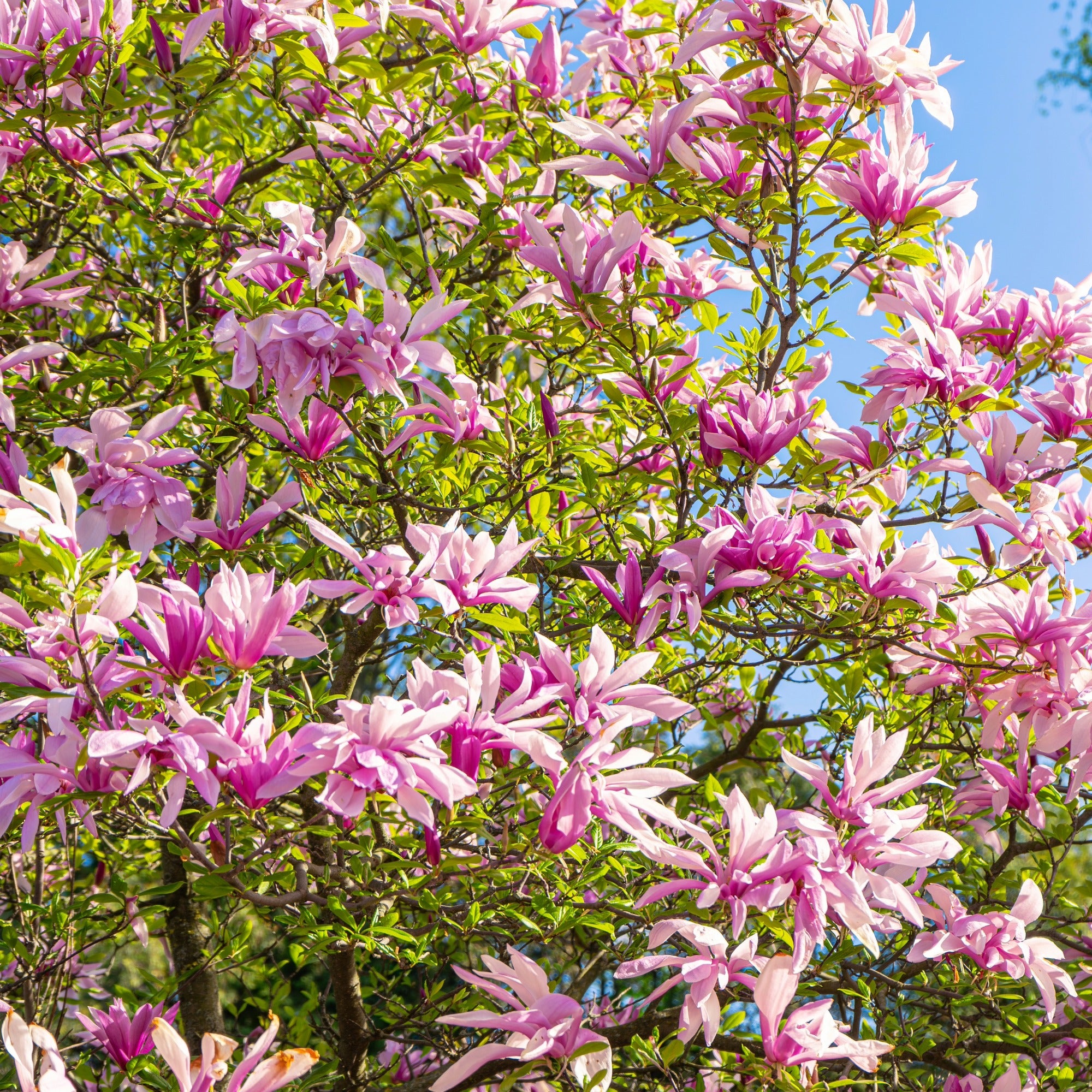 Sublime Pink Star-Shaped Blooms | Magnolia 'Leonard Messel