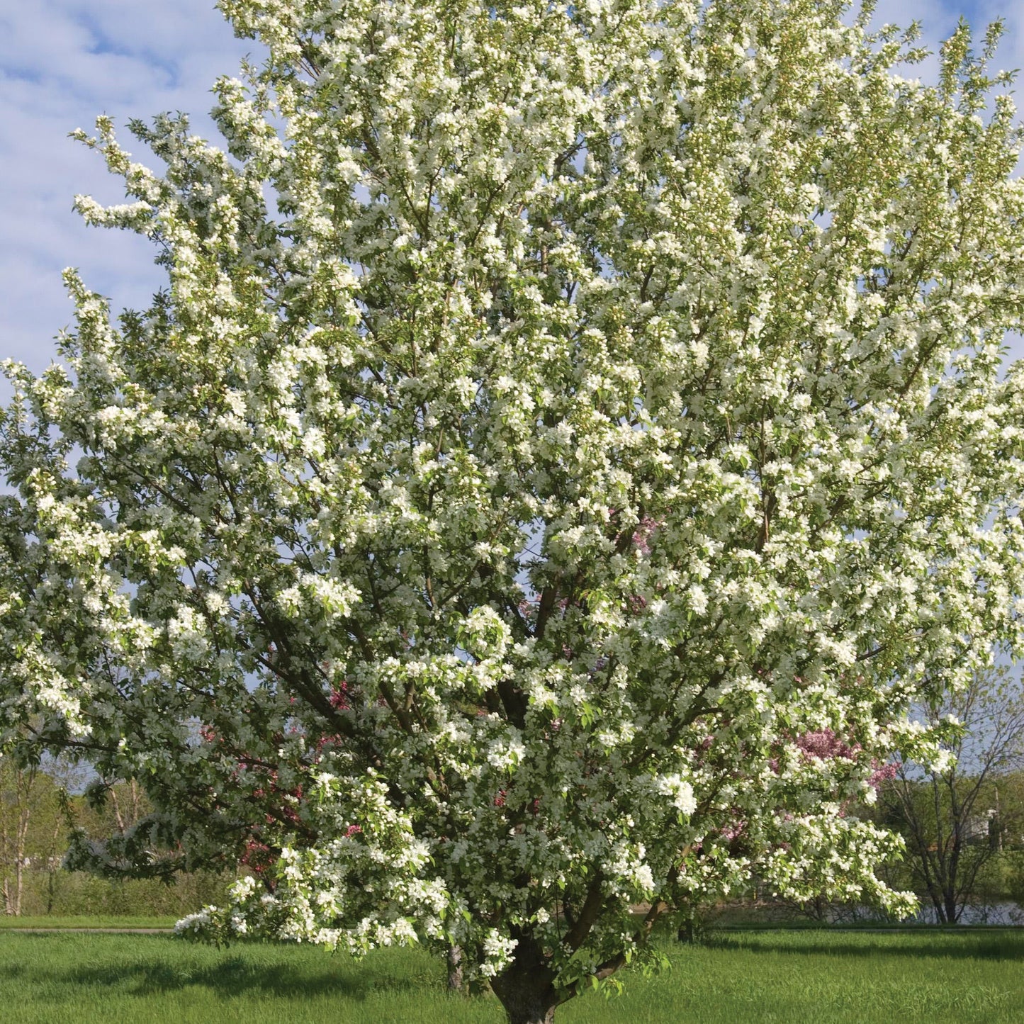 Spring Snow' Crabapple 