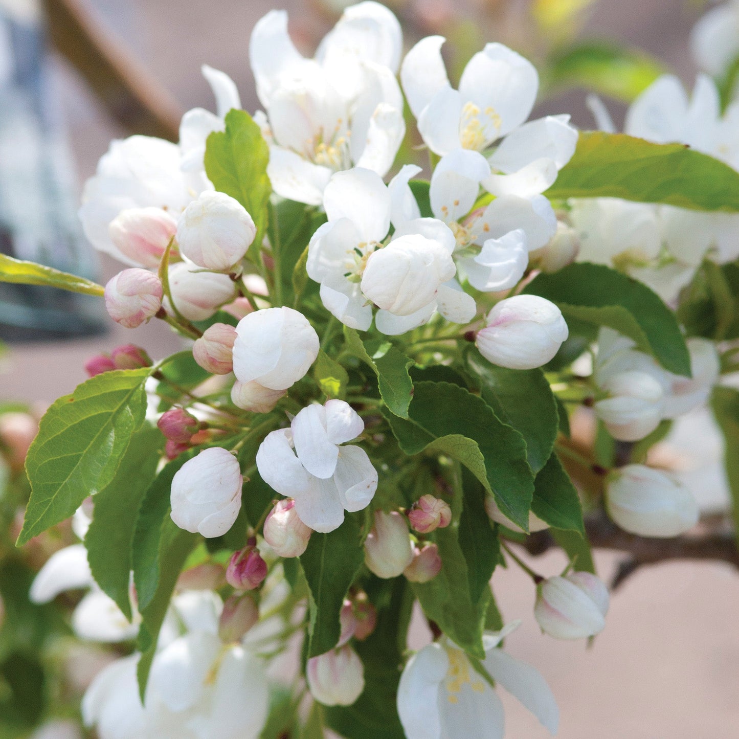 Spring Snow' Crabapple 