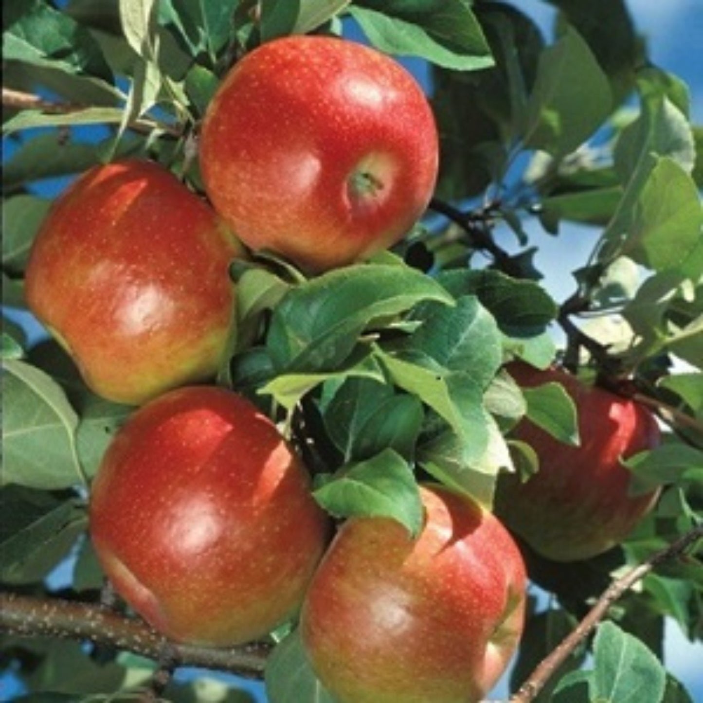 Pommier 'Honeycrisp'