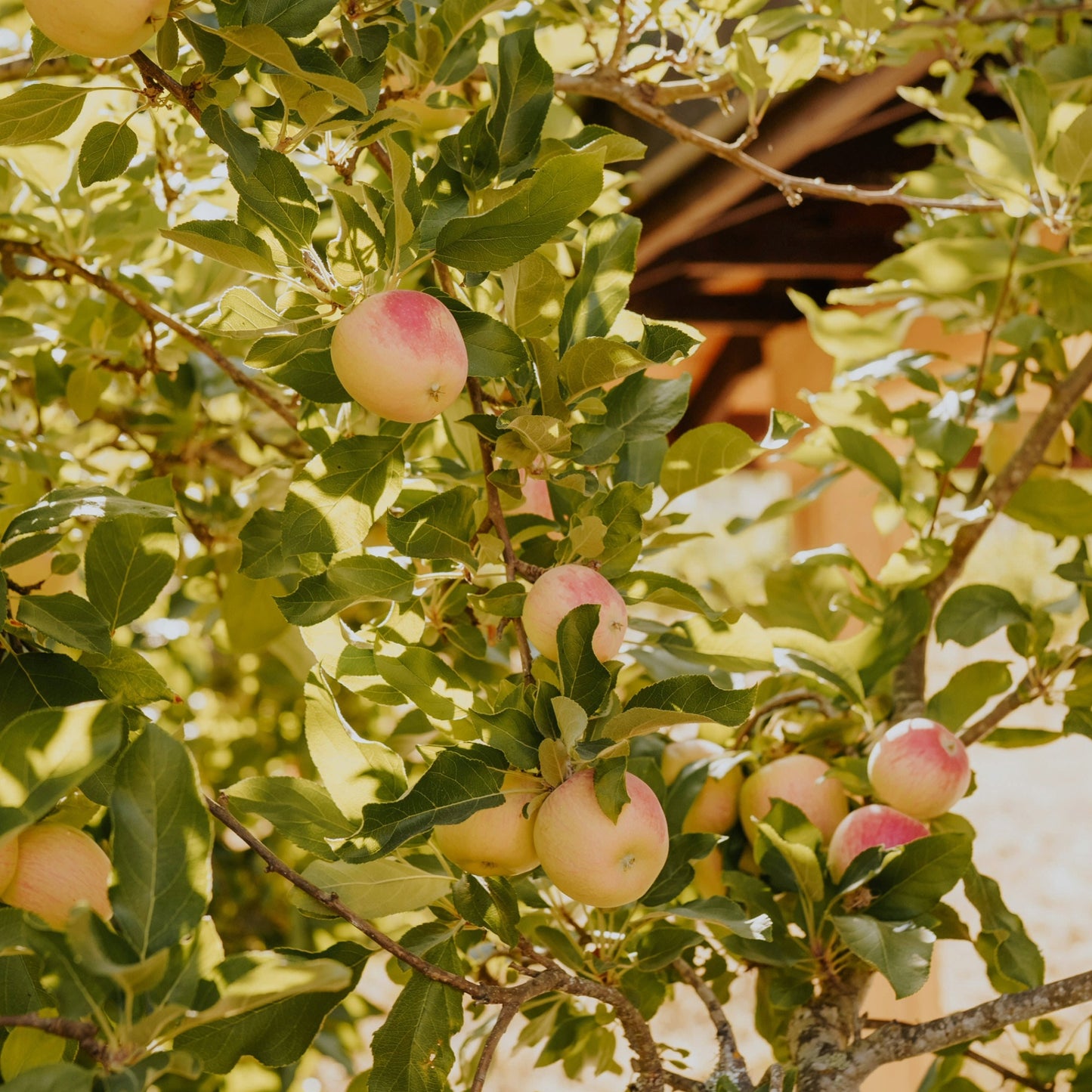 'Ambrosia' Apple Tree - Malus domestica 'Ambrosia'