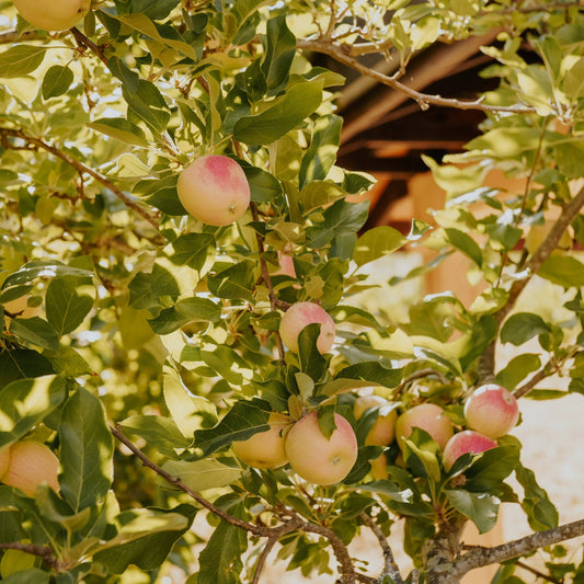 'Ambrosia' Apple Tree - Malus domestica 'Ambrosia'