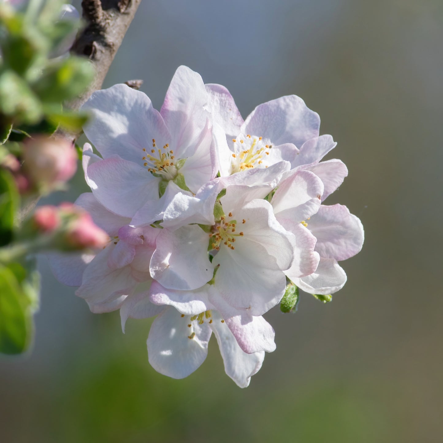 'Ambrosia' Apple Tree - Malus domestica 'Ambrosia'