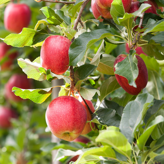 Red Gala' Apple Tree