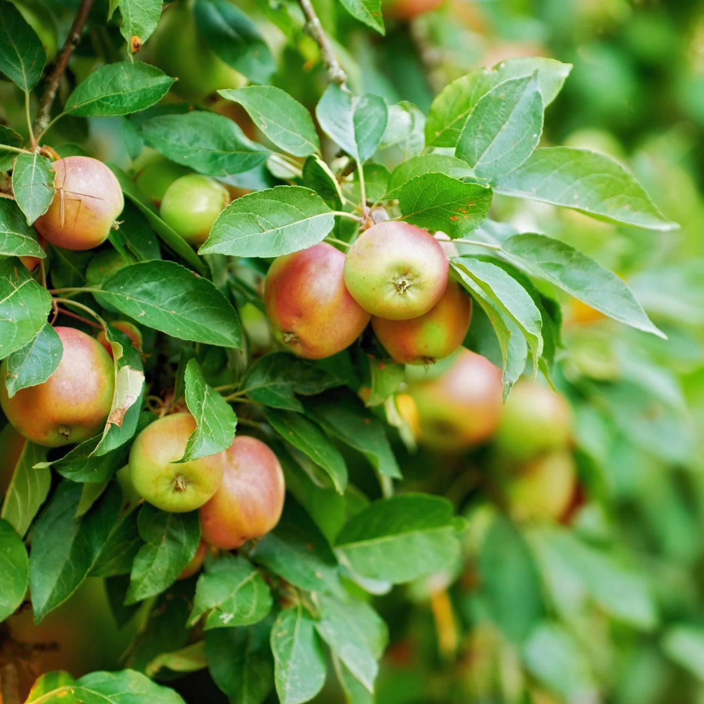 'Empire' Apple Tree - Malus domestica 'Empire'
