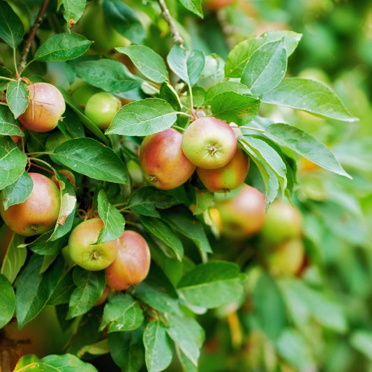 'Empire' Apple Tree - Malus domestica 'Empire'