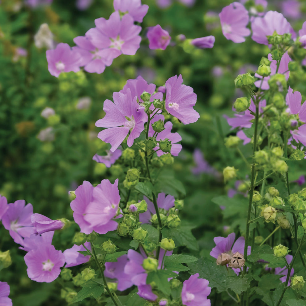 Pink Musk Mallow – Jardineries Botanix