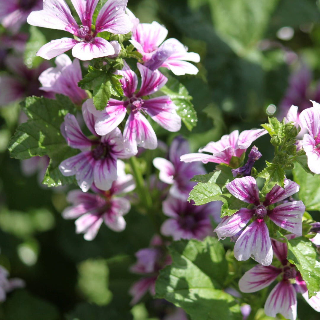 Malva sylvestris 'Zebrina' – Zebrina Mallow