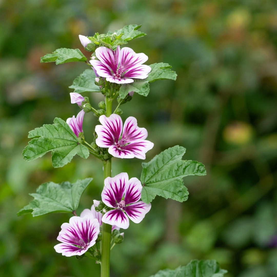 Malva sylvestris 'Zebrina' – Zebrina Mallow