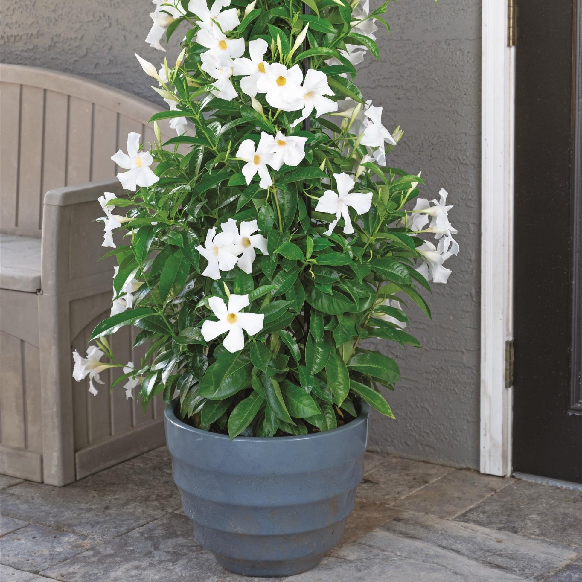 is mandevilla an indoor plant White Mandevilla Vine – Jardineries Botanix