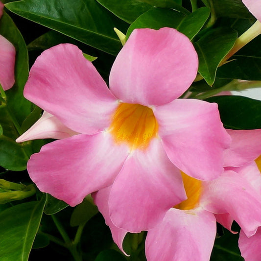 Pink Mandevilla Vine