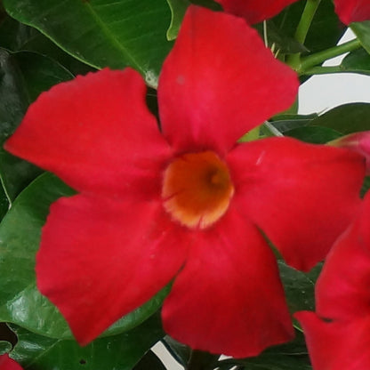 Mandevilla Rouge