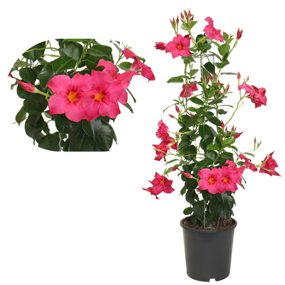 Dipladenia (Mandevilla) on Teepee