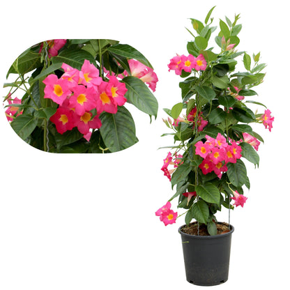 Dipladenia (Mandevilla) on Teepee