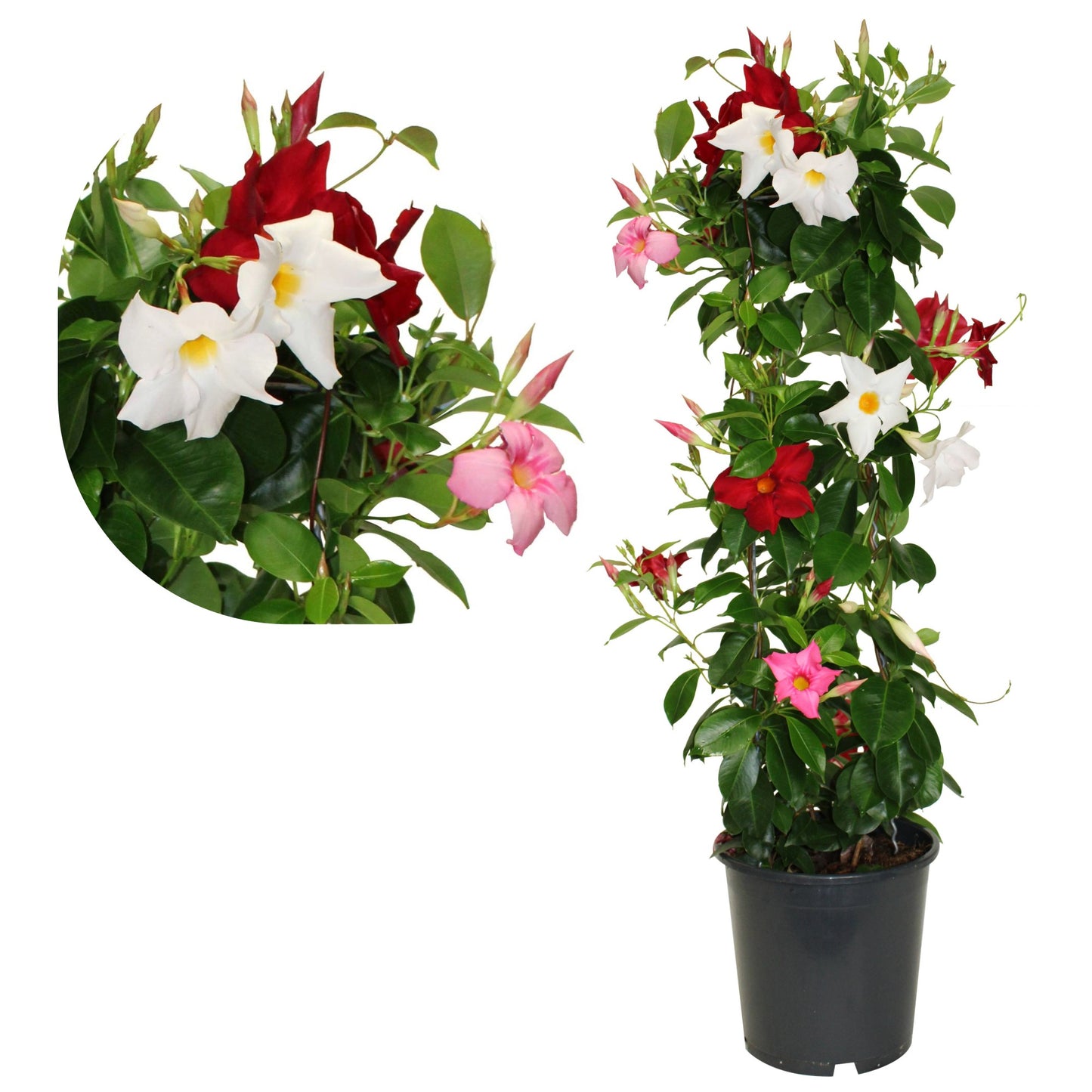 Dipladenia (Mandevilla) on Teepee