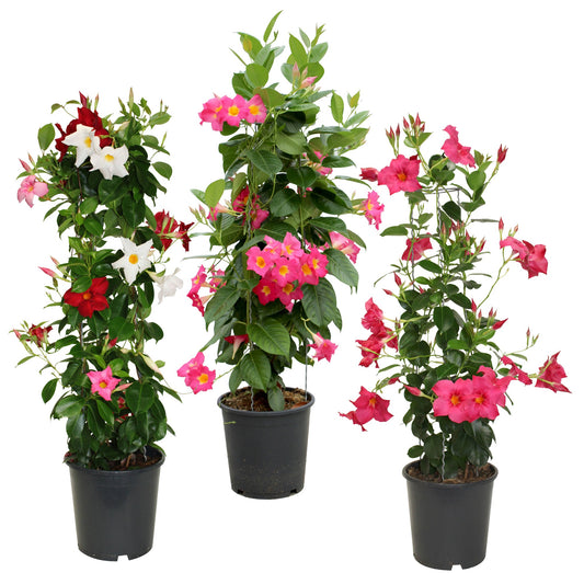 Dipladenia (Mandevilla) sur TeePee