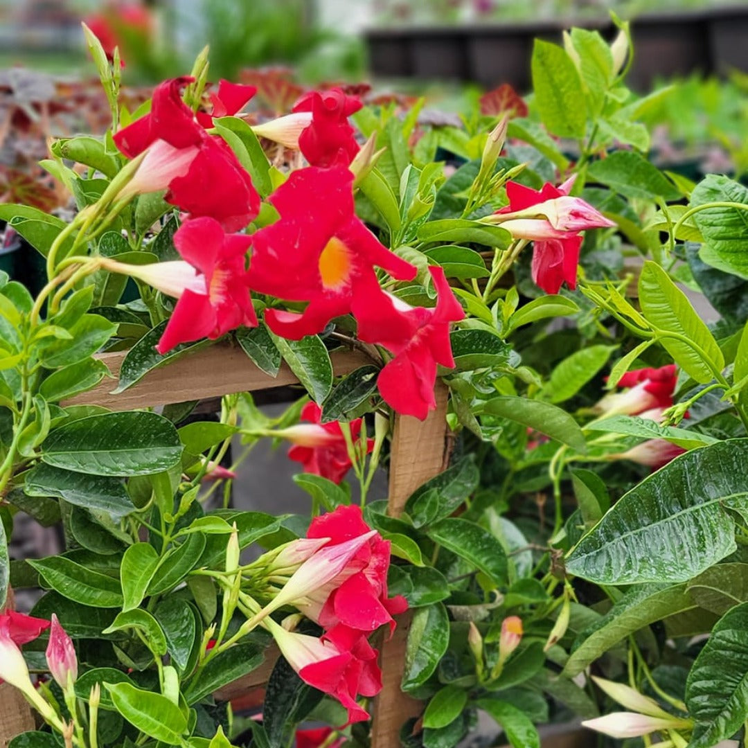 Assortiment de Mandevilla spp. – Dipladénia et Mandevilla